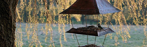 Bird Feeder Images