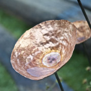 Chelsea Flower Show 20092